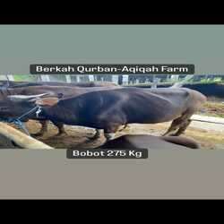 sapi-275kg