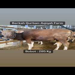 sapi-285kg