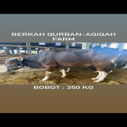 sapi-350kg