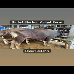 sapi-388kg