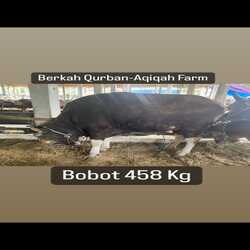 sapi-458kg