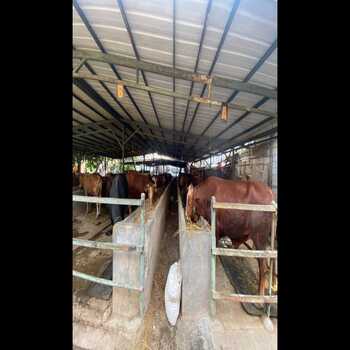 sapi-bali