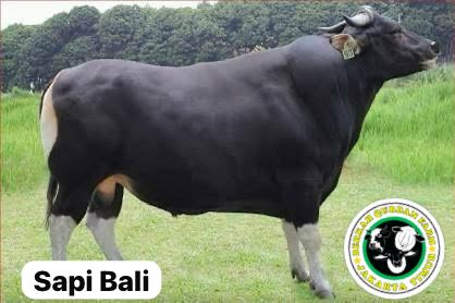 Mengenal Sapi Bali Sapi Lokal Berkualitas Internasional