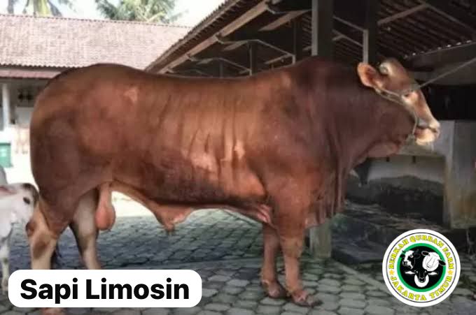 Sapi Limosin Sapi Potong Import (Ruminansia)