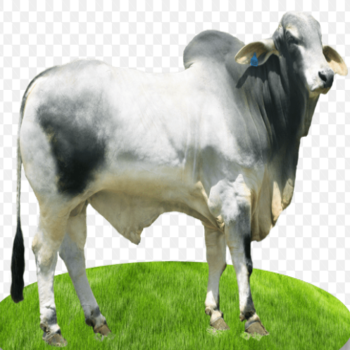 sapi-limosin