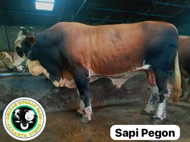 Jenis Sapi Pegon - Sapi Pedaging & Sapi Pekerja