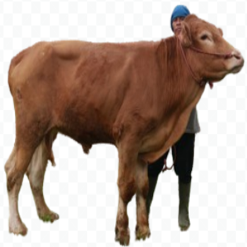 sapi-pegon