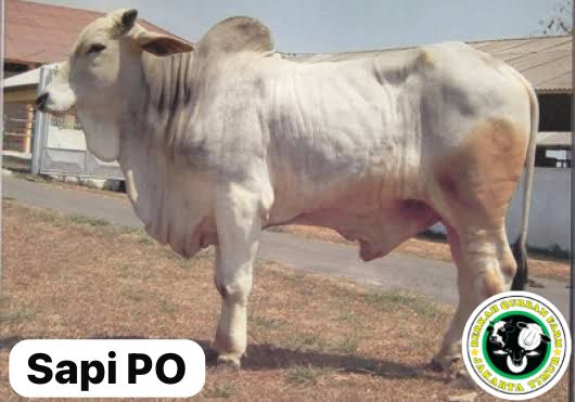 Sapi Peranakan Ongole (PO)