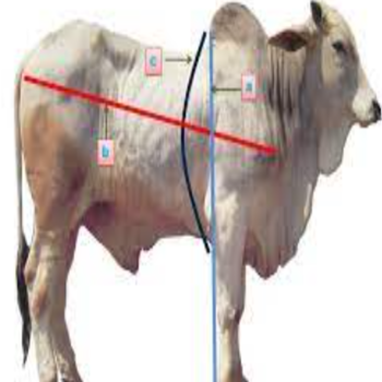 sapi-po