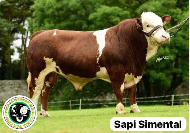 MENJAGA KUALITAS DAGING MELALUI SAPI SIMMENTAL