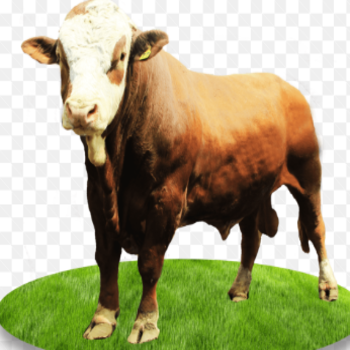 sapi-simental